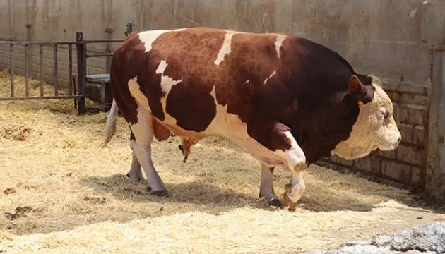 1,5 tonluk kurbanlık alıcılarını bekliyor