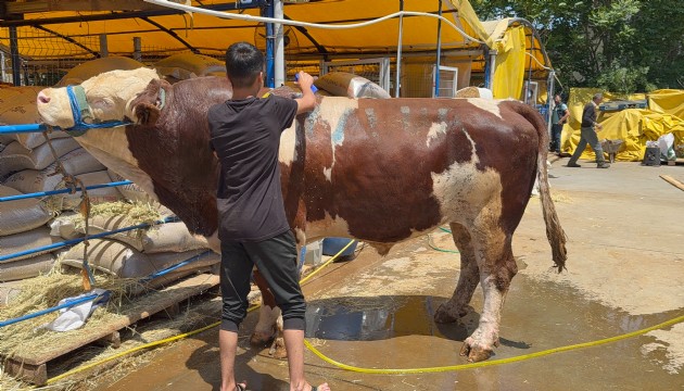 1 tonluk dana kurban pazarının şampiyonu oldu