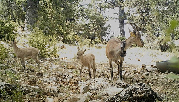 Yaban keçilerinin popülasyonu arttı