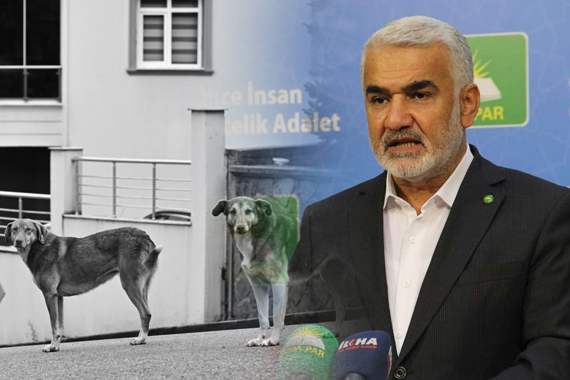 Yapıcıoğlu'ndan dikkat çeken 'sokak köpekleri' çıkışı