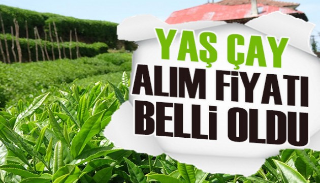 Yaş çay alım fiyatı belli oldu