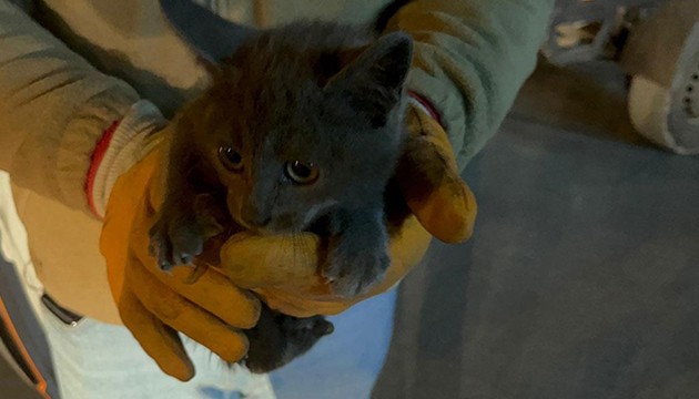 Aracın altına giren yavru kedi 850 kilometre yolculuk yaptı