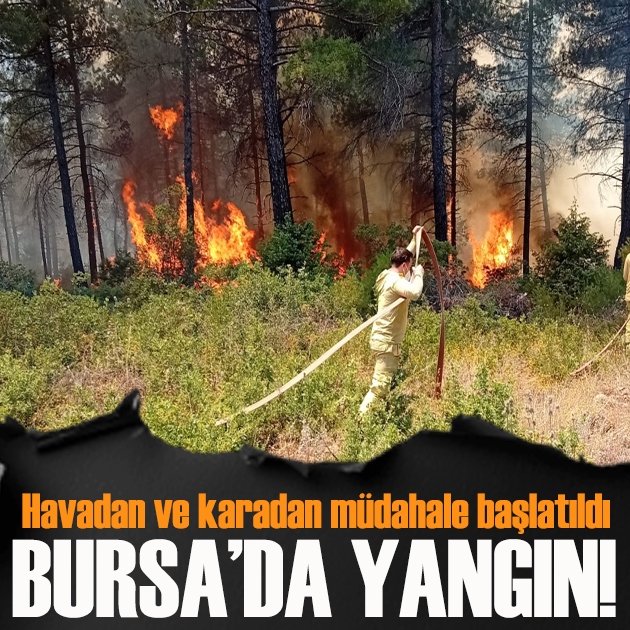 Bursa'da orman yangını! Havadan ve karadan müdahale ediliyor