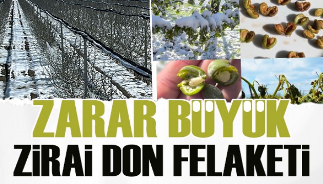 Türkiye'yi zirai don felaketi vurdu! Bakan Yumaklı'dan açıklama...